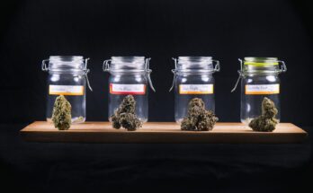 How to Start a Mobile Dispensary in the Cannabis Industry