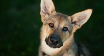 4 Benefits of Having Your Dog’s Ears Cleaned