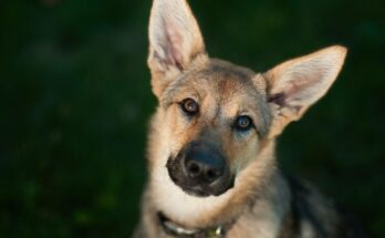 4 Benefits of Having Your Dog’s Ears Cleaned