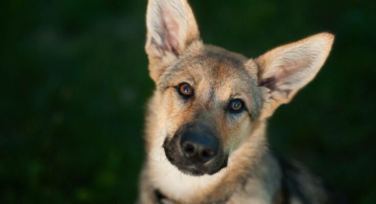 4 Benefits of Having Your Dog’s Ears Cleaned