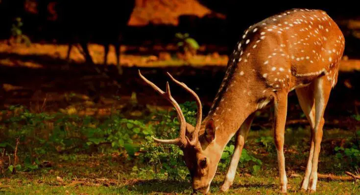 How Deer Are Trained For Hunting Purposes