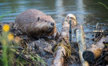 4 Animals That Are Essential to Their Ecosystems