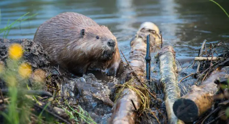 4 Animals That Are Essential to Their Ecosystems