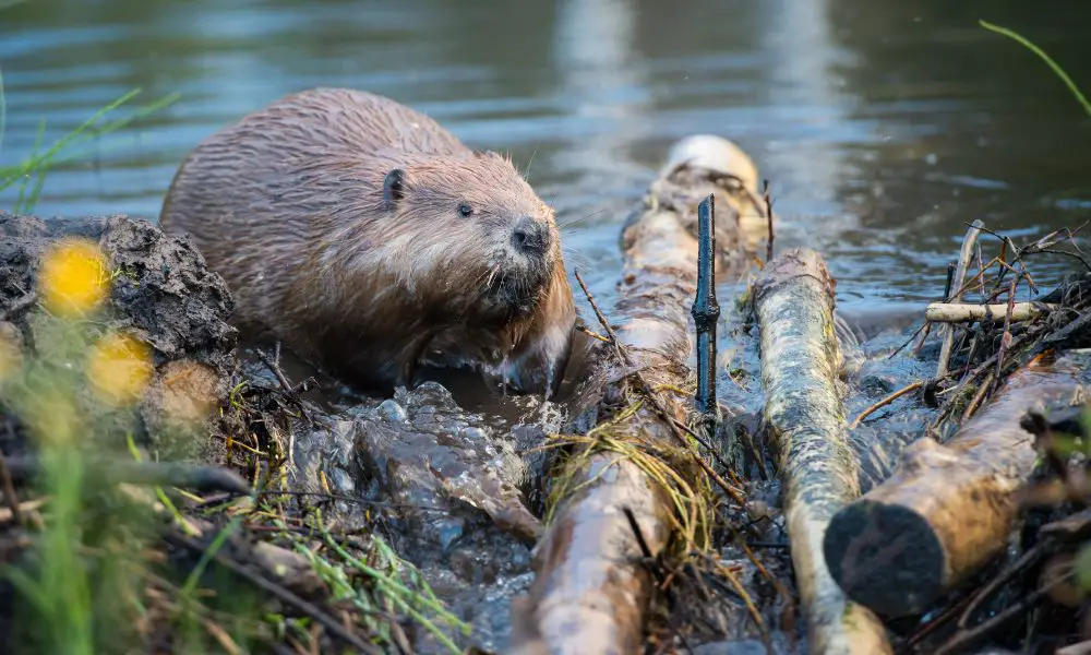 4 Animals That Are Essential to Their Ecosystems