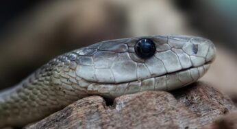 Biggest Snakes Ever Recorded