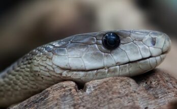 biggest snakes ever recorded