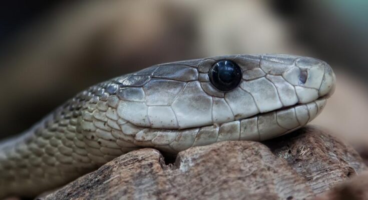 biggest snakes ever recorded