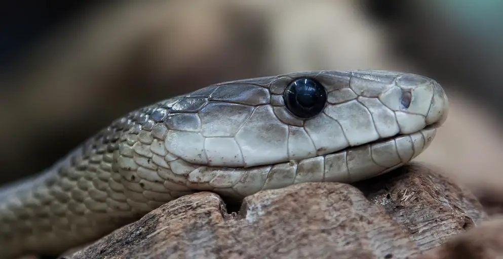 biggest snakes ever recorded