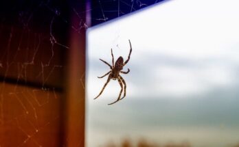 Eliminating Spiders And Cobwebs From Home