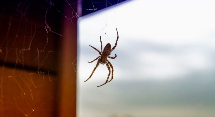 Eliminating Spiders And Cobwebs From Home