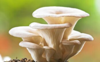 4 Reasons To Add Oyster Mushrooms to Your Diet