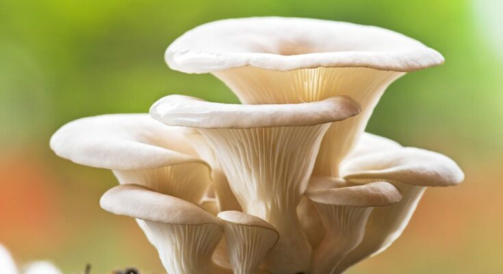 4 Reasons To Add Oyster Mushrooms to Your Diet