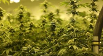 The Ultimate Guide to Growing Cannabis: Tips for Beginners