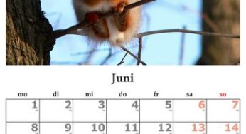 Fun Facts About June