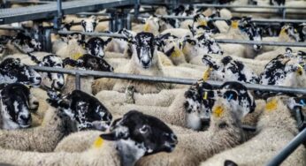 6 Pro Tips For Livestock Management in 2024