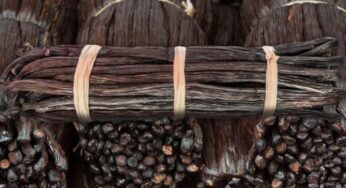 The Origins and History of Bourbon Vanille: A Tale of Exquisite Flavor and Rich Heritage