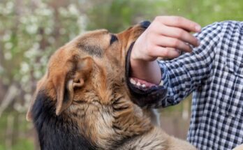 Compensation Process For Dog Bite Scars 