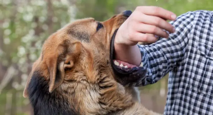 Compensation Process For Dog Bite Scars 