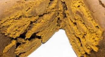The Historical Journey of Hashish in Canada and North America