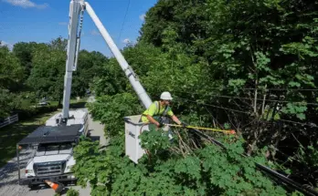 Understanding Powerline Vegetation Control