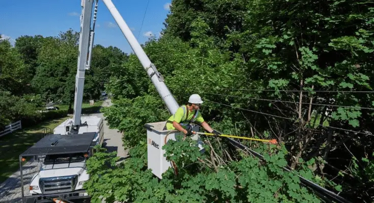 Understanding Powerline Vegetation Control