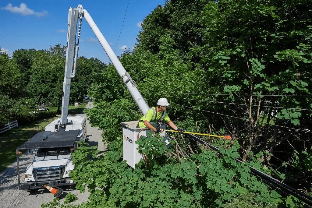 Understanding Powerline Vegetation Control