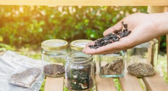 Why Seed Saving Is Critical for Plant Survival