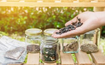 Hand holding seeds with five jars below on an outdoor wooden shelf with bushes in the background and a ray of sunshine.