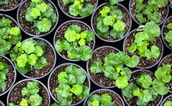 Economic Benefits Of Nursery Containers Wholesale