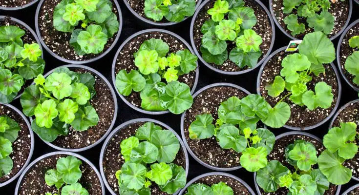 Economic Benefits Of Nursery Containers Wholesale