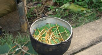 Interesting Facts About Ayahuasca