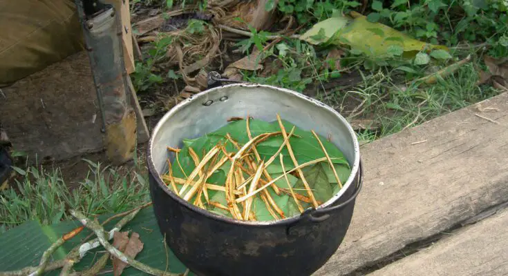 Interesting Facts About Ayahuasca
