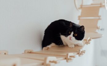 Buying the Perfect Cat Accessories