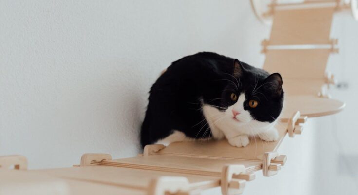 Buying the Perfect Cat Accessories