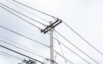 A wooden utility pole with cables stands next to a pine tree. Behind it is a cloudy, pale gray sky.