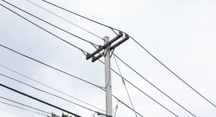 A wooden utility pole with cables stands next to a pine tree. Behind it is a cloudy, pale gray sky.
