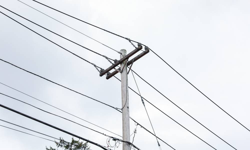 A wooden utility pole with cables stands next to a pine tree. Behind it is a cloudy, pale gray sky.