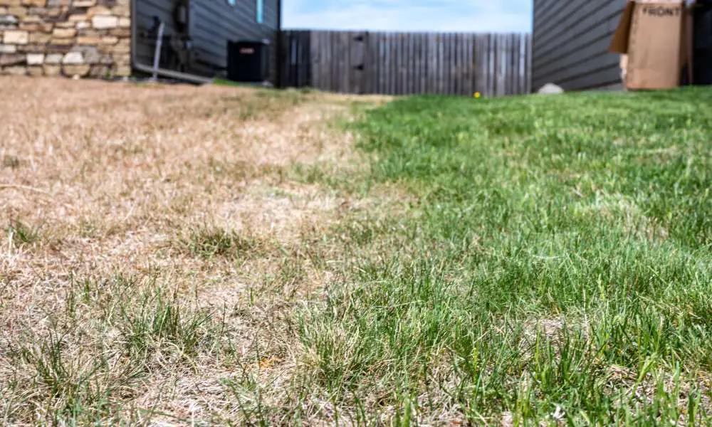 A backyard behind and in between two residential structures. Half of it is brown and dead, the other half alive and green.
