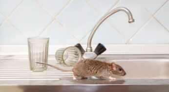 Why You Shouldn’t Delay Hiring a Rat Exterminator