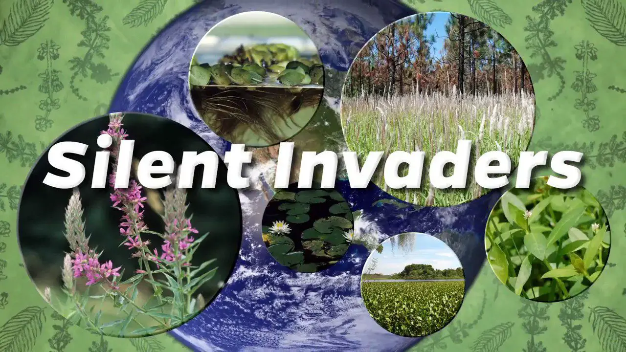 The Silent Forest Invader: Understanding a Destructive Beetle