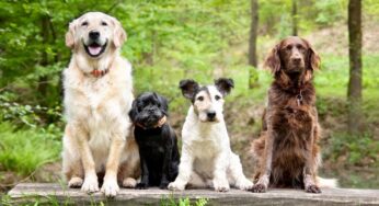 The Right Dog Breed for You