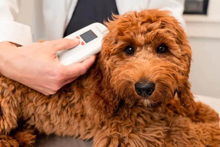 Dog Microchips