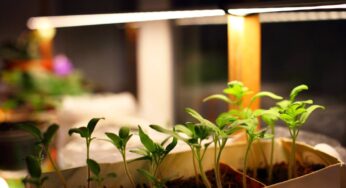 How To Grow Your Own Food After a Nuclear Fallout