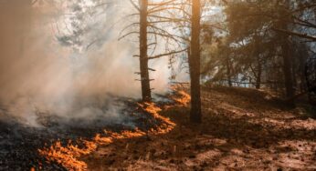 4 Things You Didn’t Know About Wildfires and Their Impact