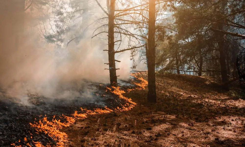 A red and orange wildfire is seen snaking its way through a forest of very tall trees, giving off lots of smoke.