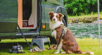 Helpful Advice for Traveling in an RV With Your Dog