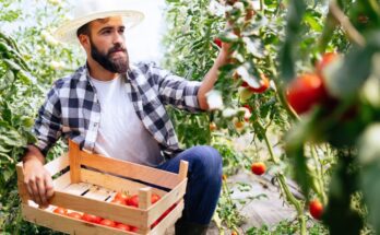 A younger man with a beard and wearing a sunhat, kneeling to pick tomatoes while holding a wooden crate.