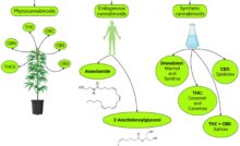 Exploring The Therapeutic Potential Of CBN Isolate