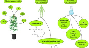 Exploring The Therapeutic Potential Of CBN Isolate