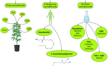 Exploring The Therapeutic Potential Of CBN Isolate